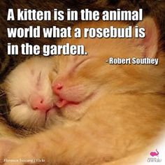 #cute #love #beautif