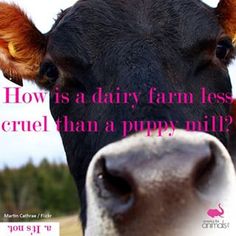 #cute #love #beautif