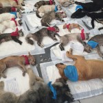 Father&Otilde;s Day in Mexico